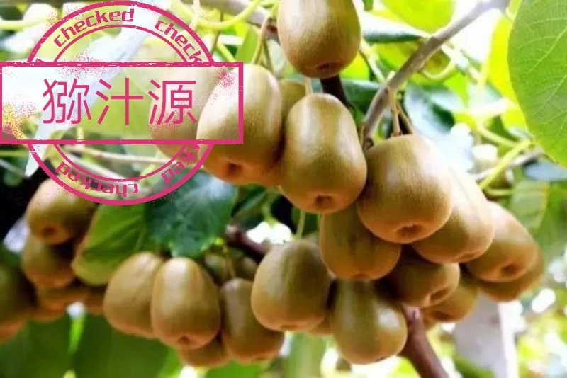 红心猕猴桃