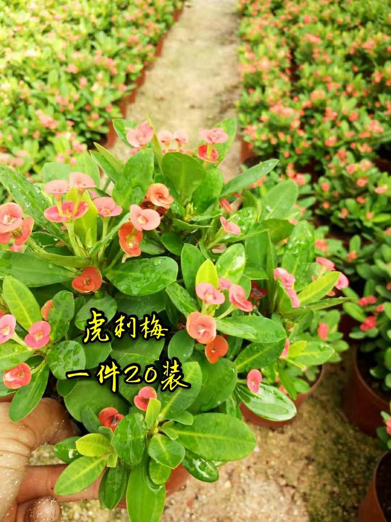 虎刺梅铁海棠盆栽一件发货福建漳州虎刺梅基地