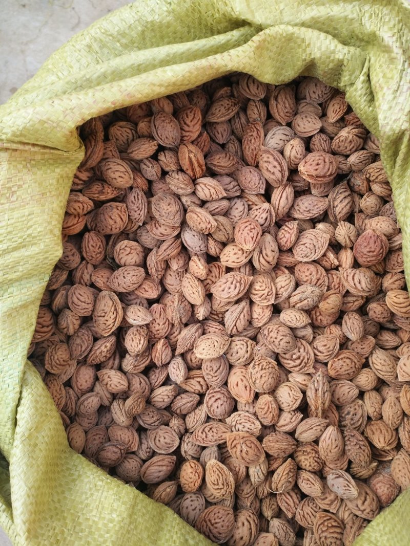 毛桃种子，育苗专用，发芽率%98以上，线上交易量大优惠