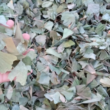 白果树叶子干货，产地直销