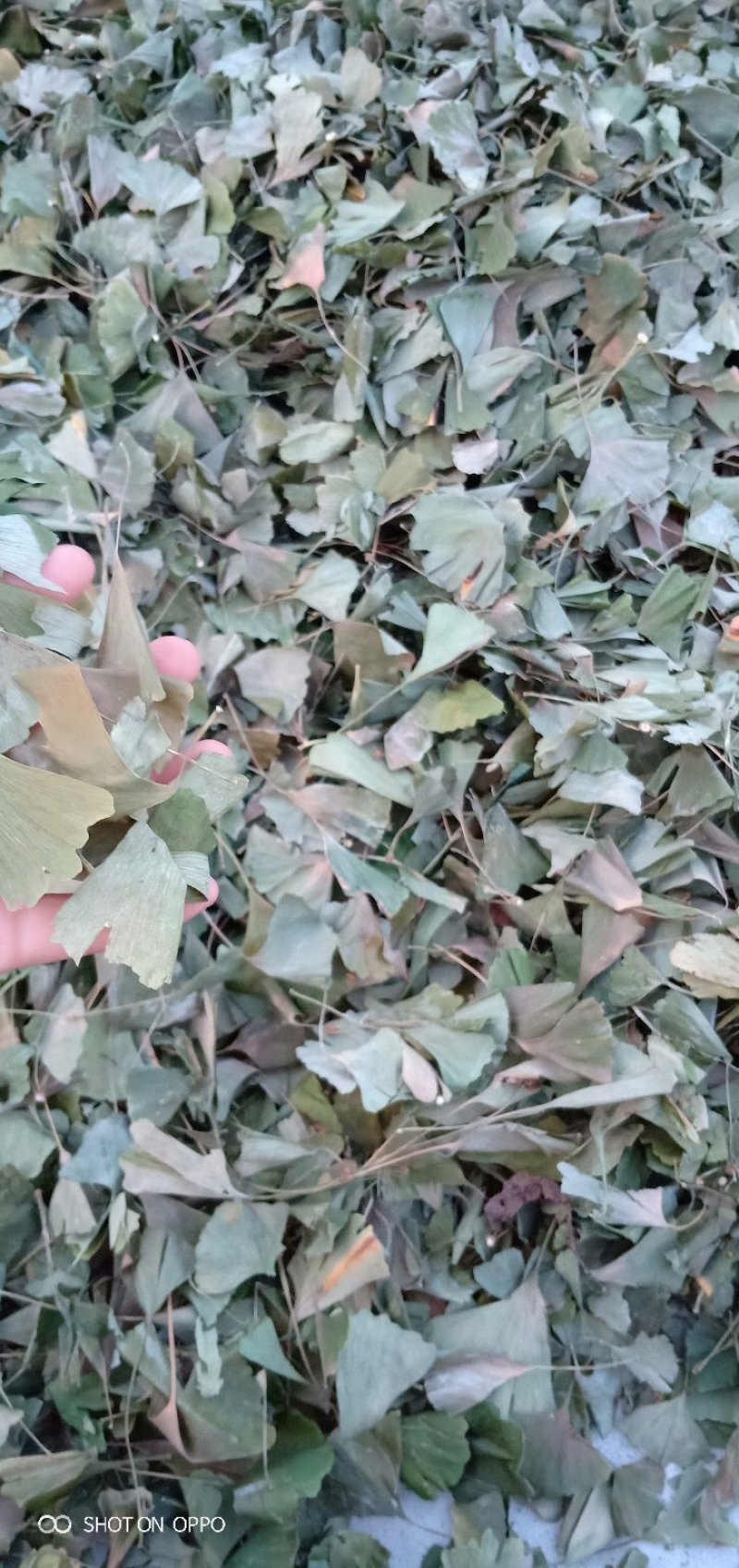 白果树叶子干货，产地直销