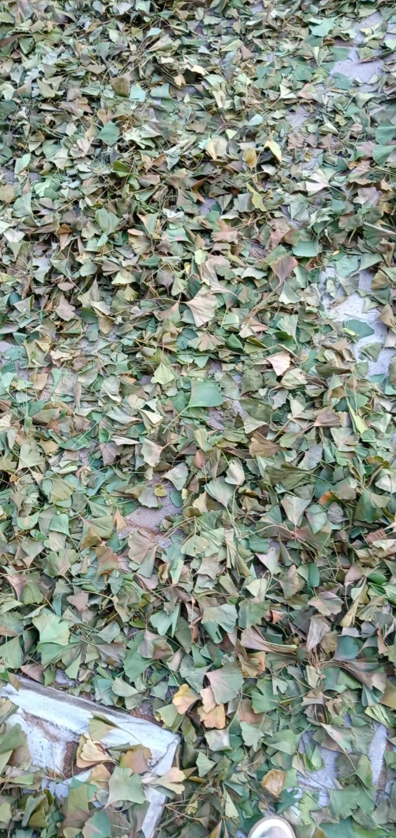 白果树叶子干货，产地直销