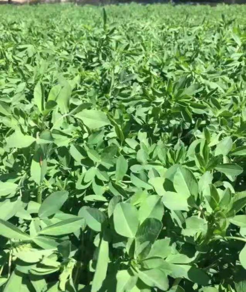 紫花苜蓿种子5斤/亩净籽包邮
