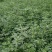紫花苜蓿种子5斤/亩净籽包邮