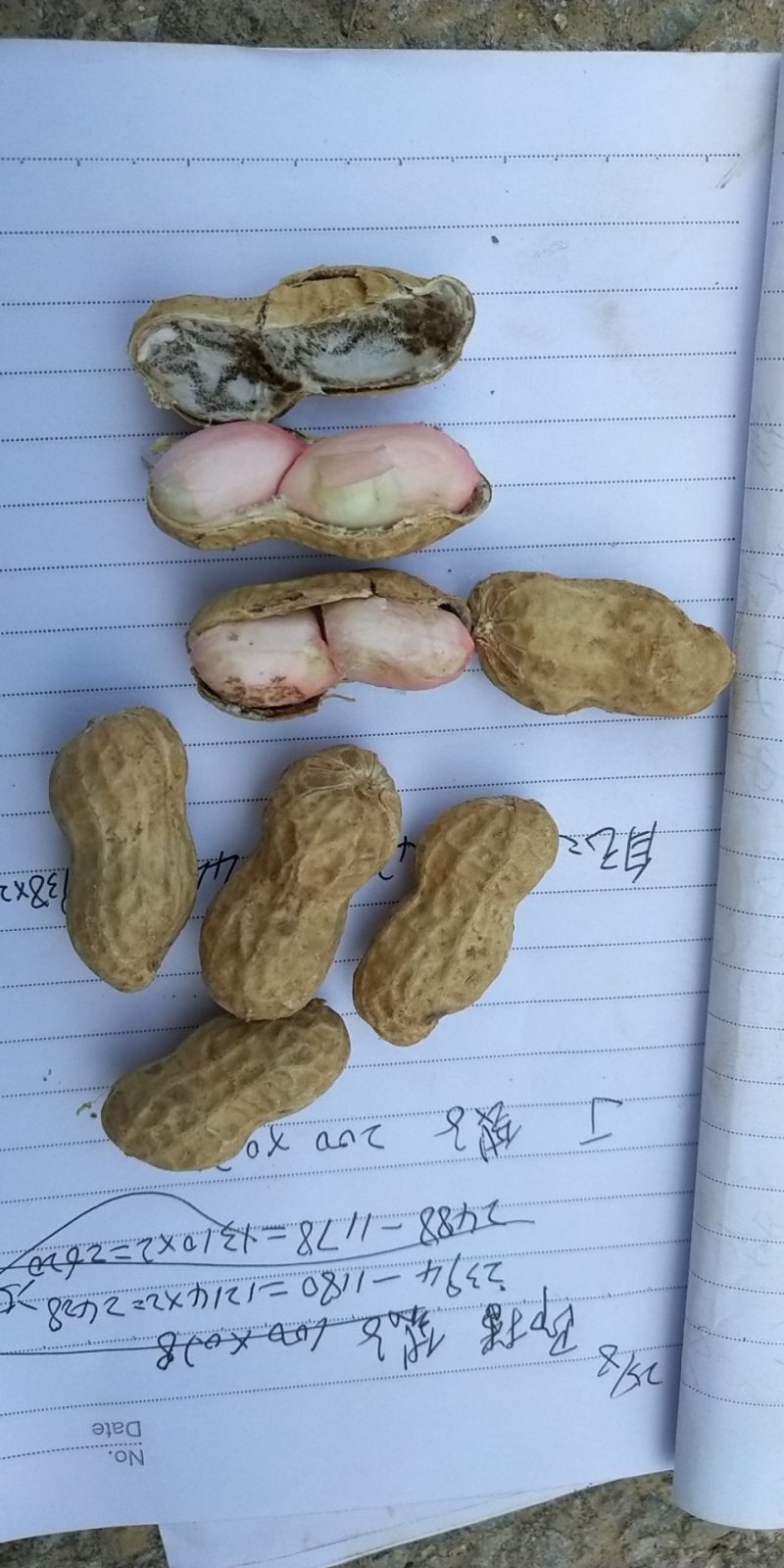 鲁花系列～商花五号，小白沙，四粒红，可供电商，市场。代发