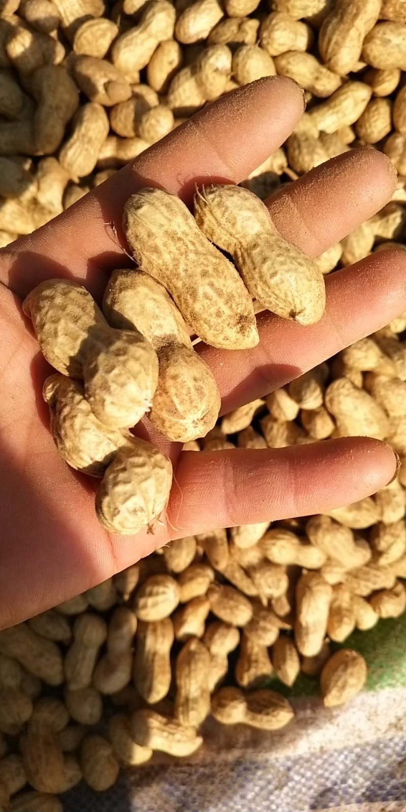 鲁花系列～商花五号，小白沙，四粒红，可供电商，市场。代发