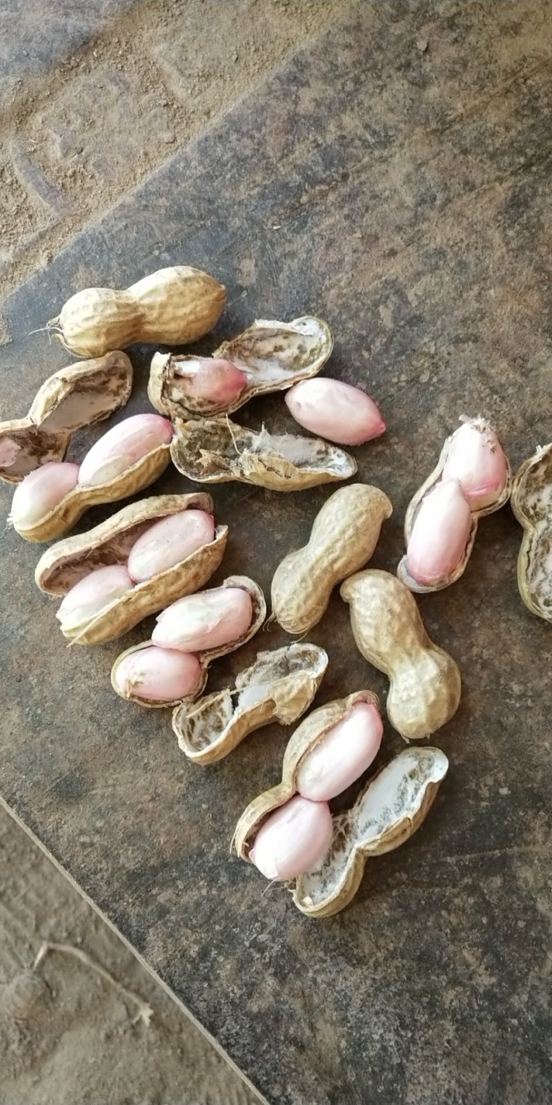 鲁花系列～商花五号，小白沙，四粒红，可供电商，市场。代发