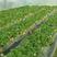 优质草莓苗基地品种齐全免费提供种植技术现挖现发