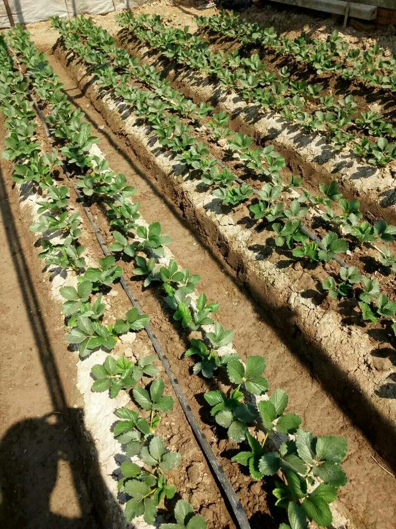 优质草莓苗基地品种齐全免费提供种植技术现挖现发