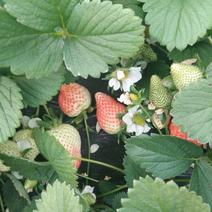 草莓苗，红颜草莓苗，甜查理草莓苗，达赛布莱特草莓苗