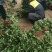 草莓苗，红颜草莓苗，甜查理草莓苗，达赛布莱特草莓苗