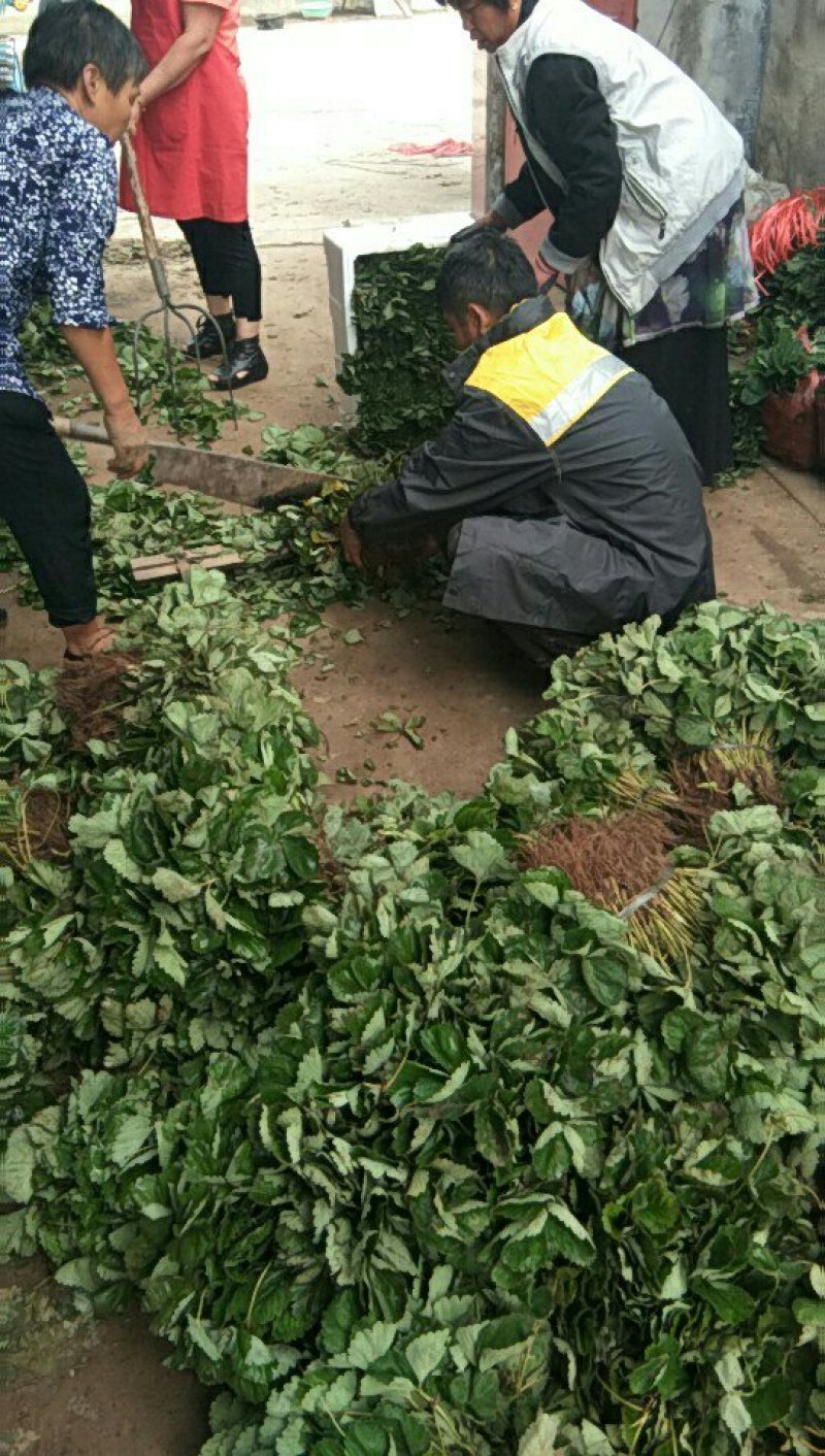 草莓苗，红颜草莓苗，甜查理草莓苗，达赛布莱特草莓苗