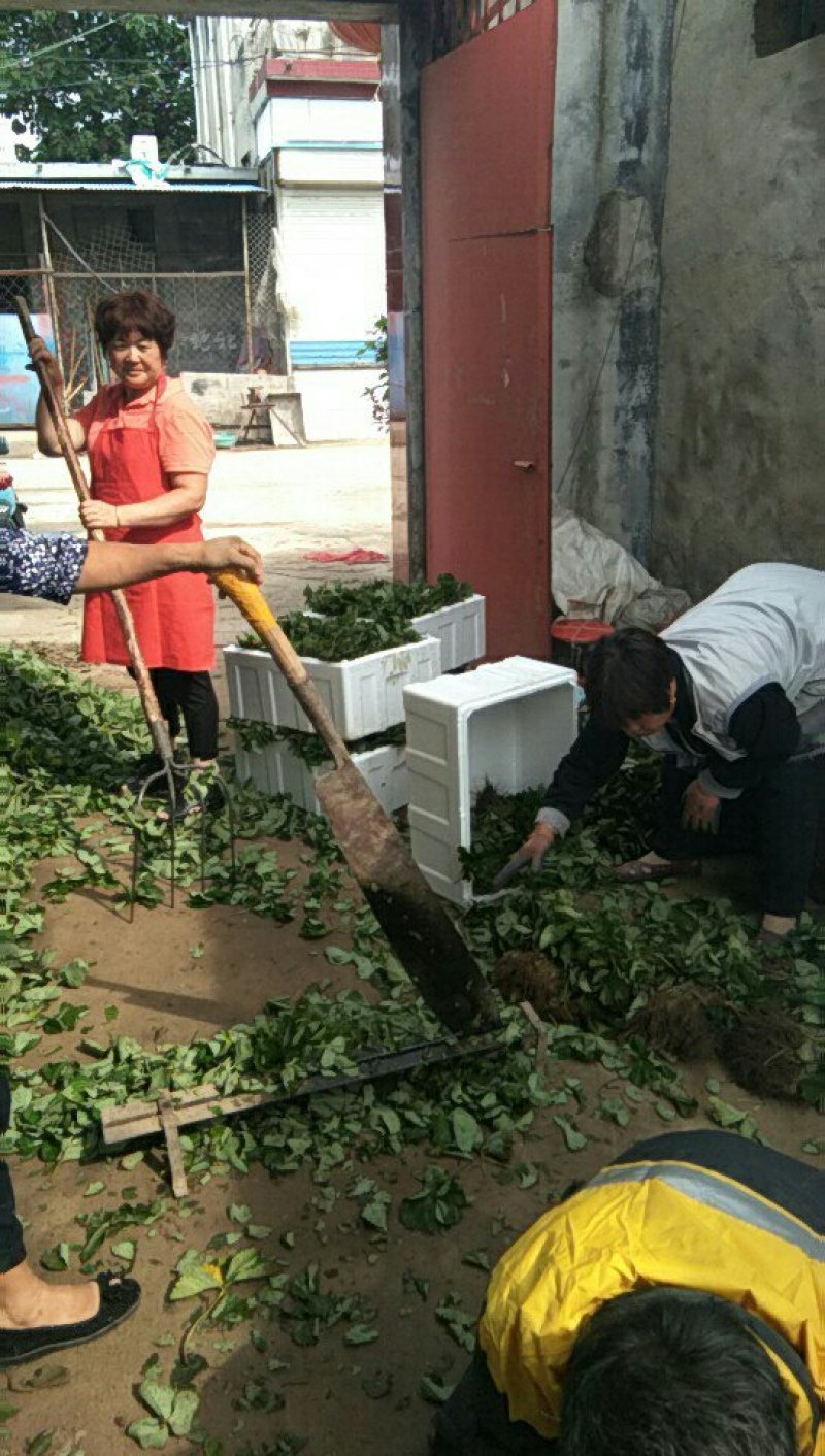 草莓苗，红颜草莓苗，甜查理草莓苗，达赛布莱特草莓苗