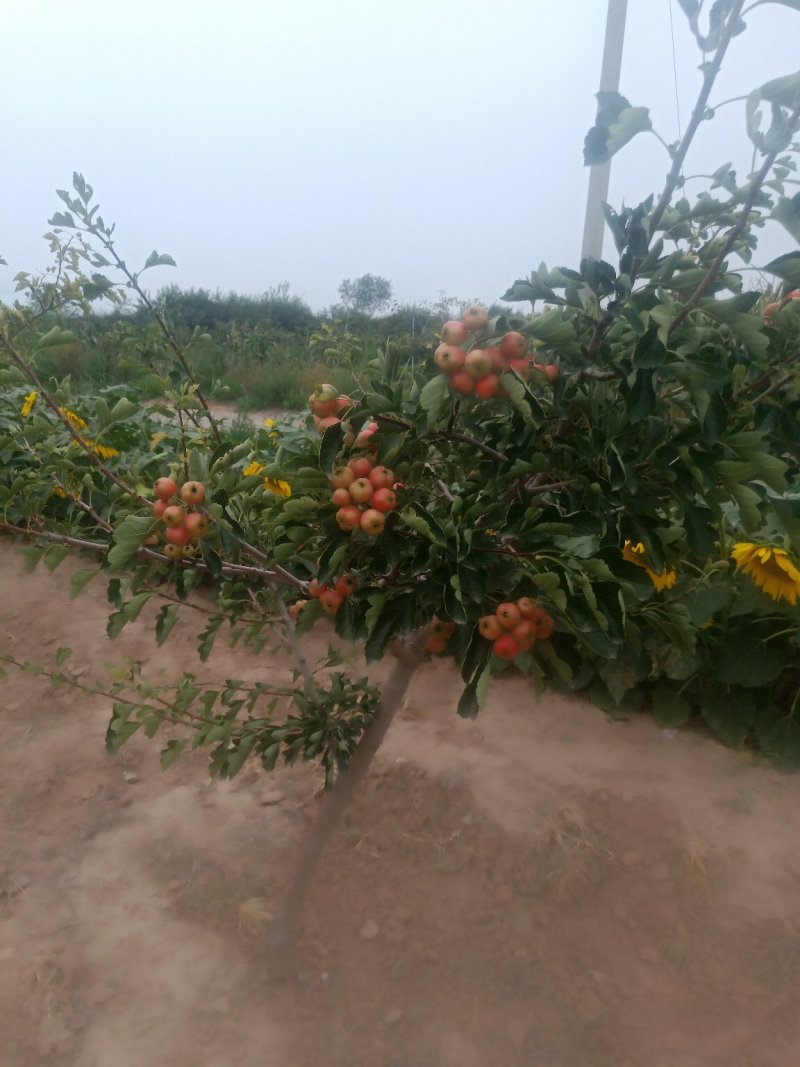 山西运城绛县大山楂七月红，歪把红，大金星山一手货源
