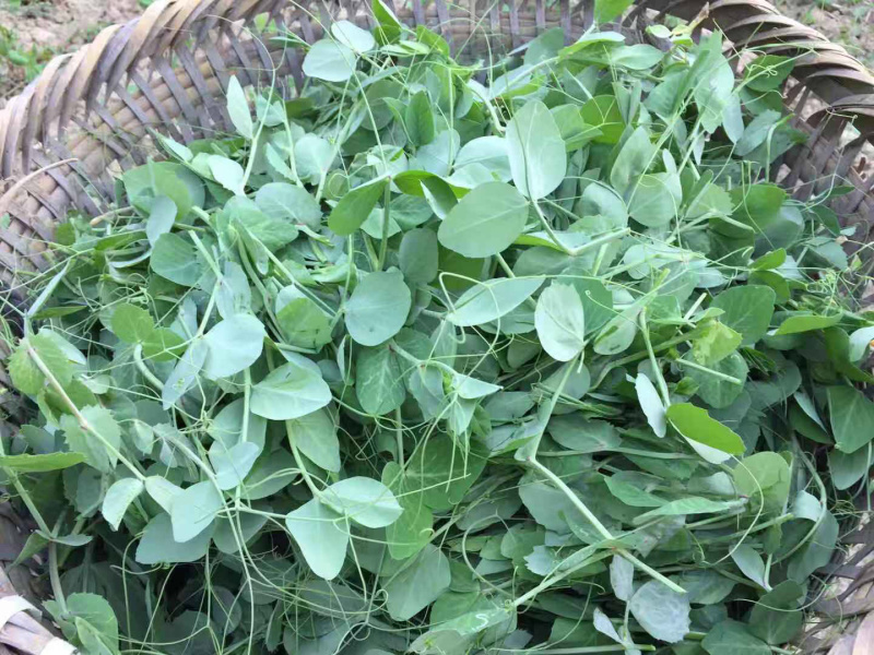 超市精品，供应无须豌豆尖，每次出货1000斤，欢迎定购