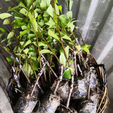 凤梨释迦苗，番荔枝苗