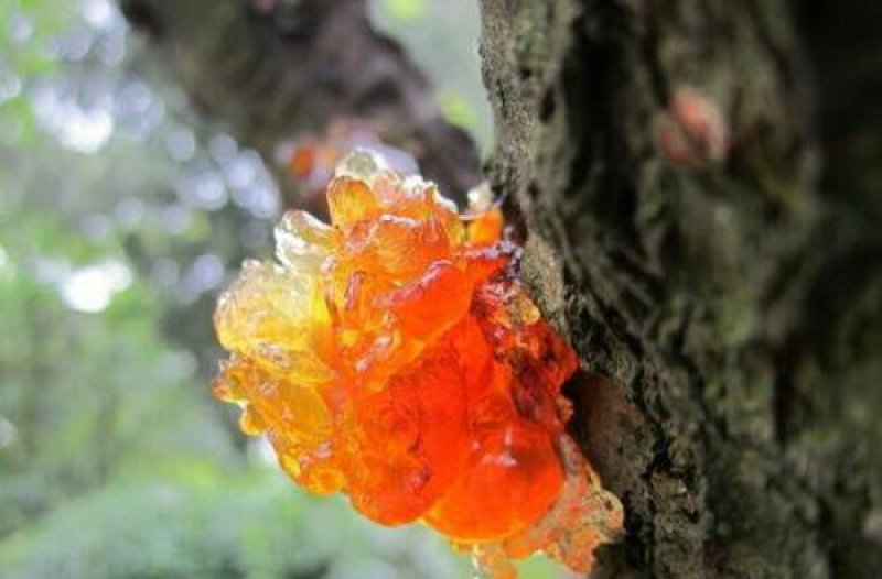 自家桃园摘的桃胶