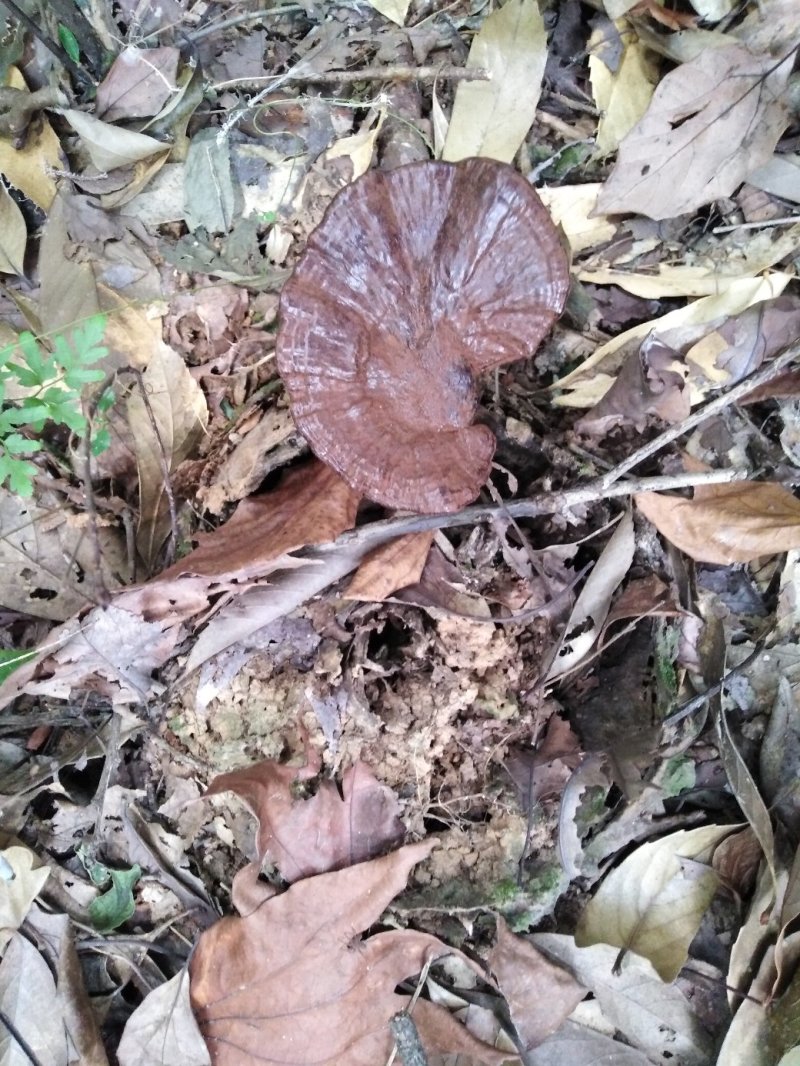 【热卖】灵芝纯野生灵芝3～22公分包野生野外生长滋补包邮