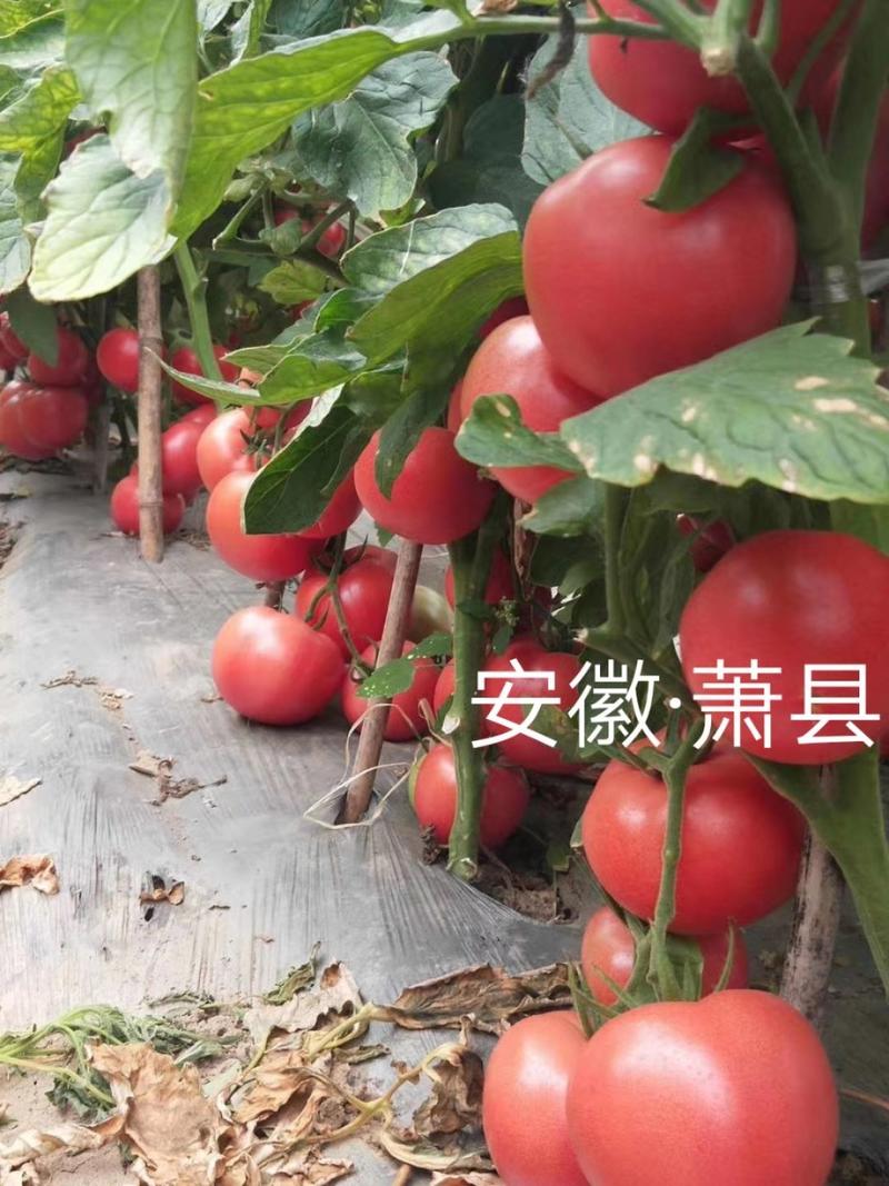 热销中山东寿光特高产型高品质超级火爆西红柿一级苗子