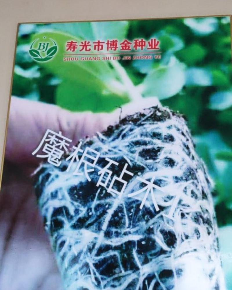 寿光（魔根）根系庞大型黄瓜专用嫁接砧木种子