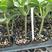 寿光（魔根）根系庞大型黄瓜专用嫁接砧木种子