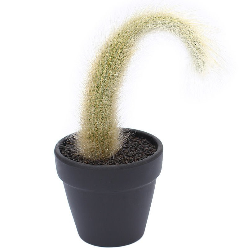 植物员外猴尾柱软毛管花柱属垂吊仙人柱猴尾巴仙人球多肉