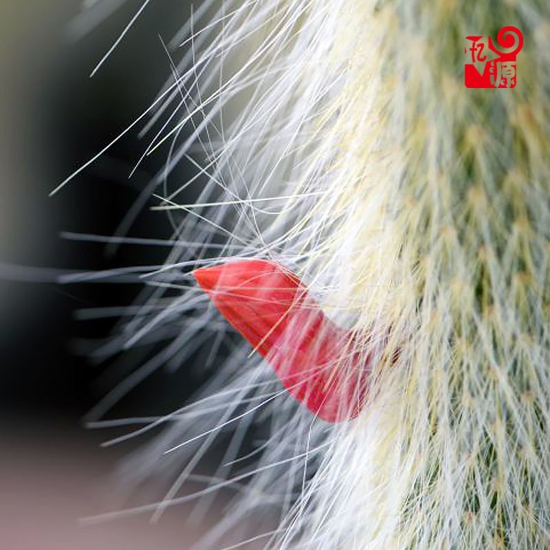 植物员外猴尾柱软毛管花柱属垂吊仙人柱猴尾巴仙人球多肉