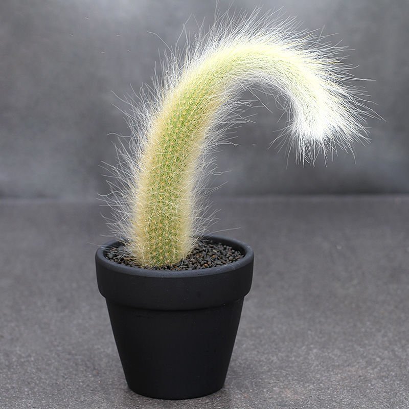 植物员外猴尾柱软毛管花柱属垂吊仙人柱猴尾巴仙人球多肉