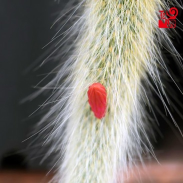 植物员外猴尾柱软毛管花柱属垂吊仙人柱猴尾巴仙人球多肉