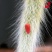 植物员外猴尾柱软毛管花柱属垂吊仙人柱猴尾巴仙人球多肉
