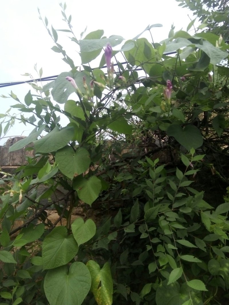 荆条花，80元一斤，干货