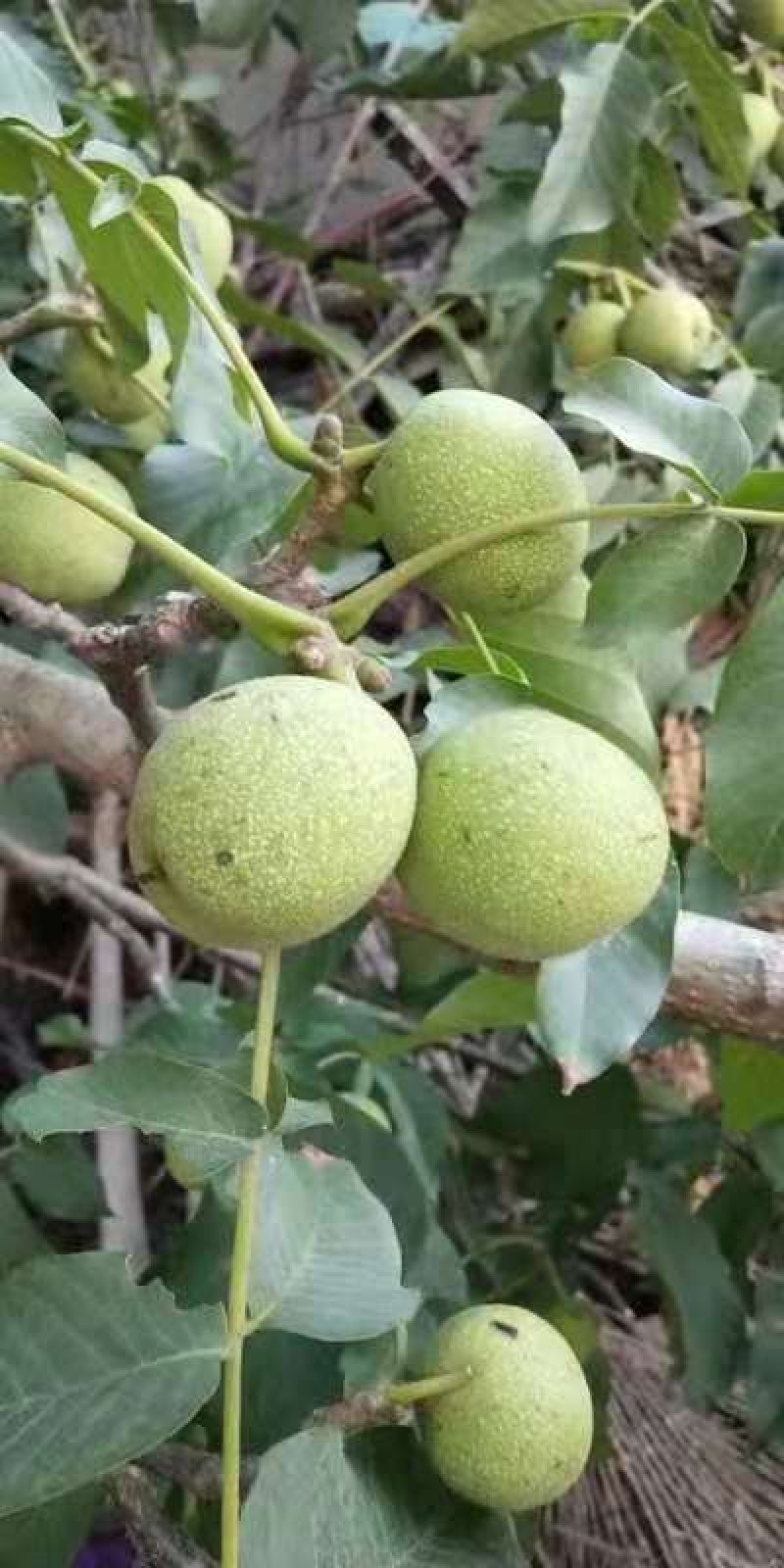 销售青皮核桃