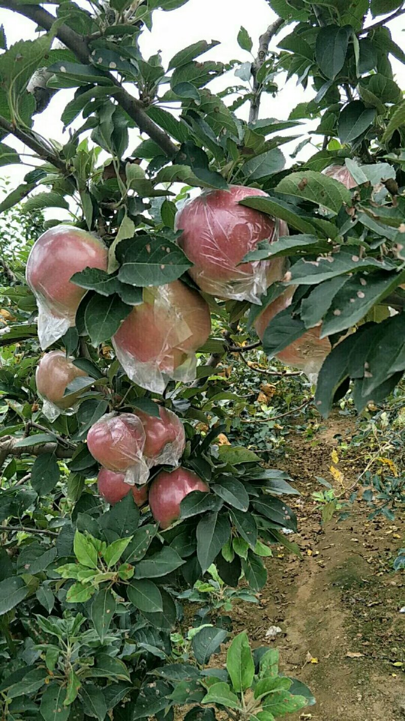 纸膜袋红星苹果大量上市