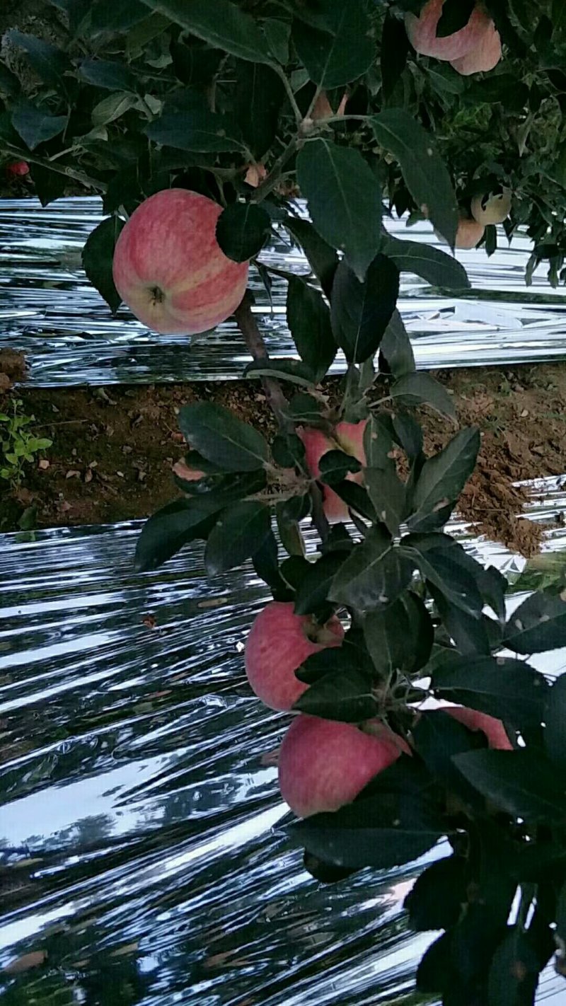 纸膜袋红星苹果大量上市