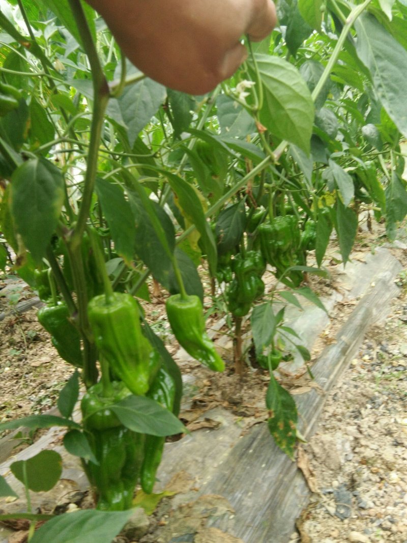 【精品】芜湖鲜辣椒薄皮椒，产地直销，质量保证大量上市