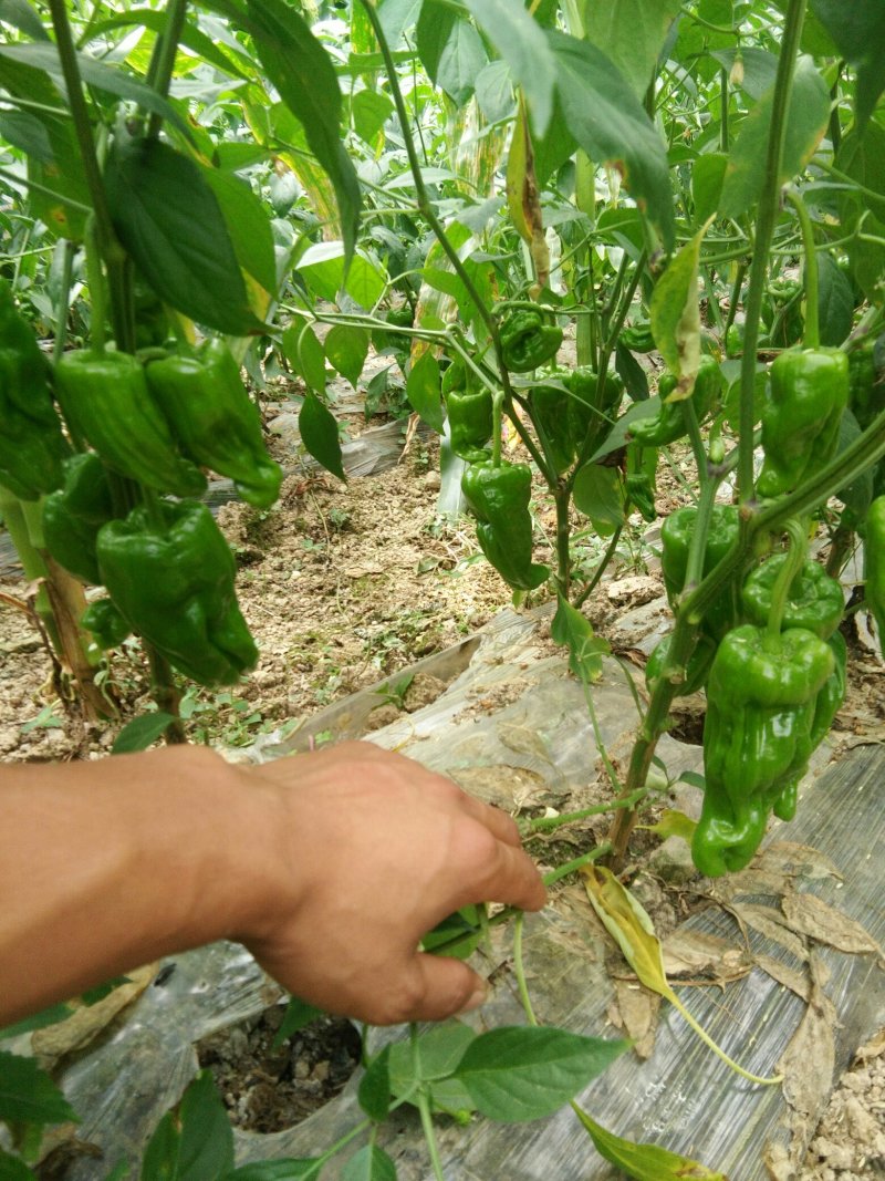 【精品】芜湖鲜辣椒薄皮椒，产地直销，质量保证大量上市