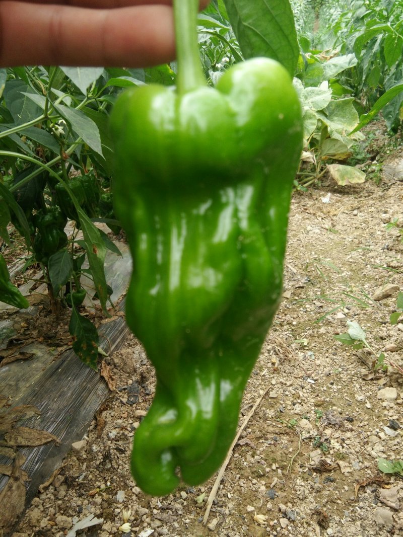 【精品】芜湖鲜辣椒薄皮椒，产地直销，质量保证大量上市