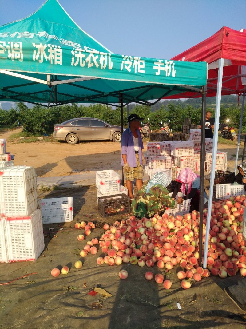 绿化九大桃有量，欢迎新老朋友前来选购