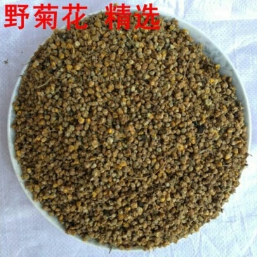 干野菊花