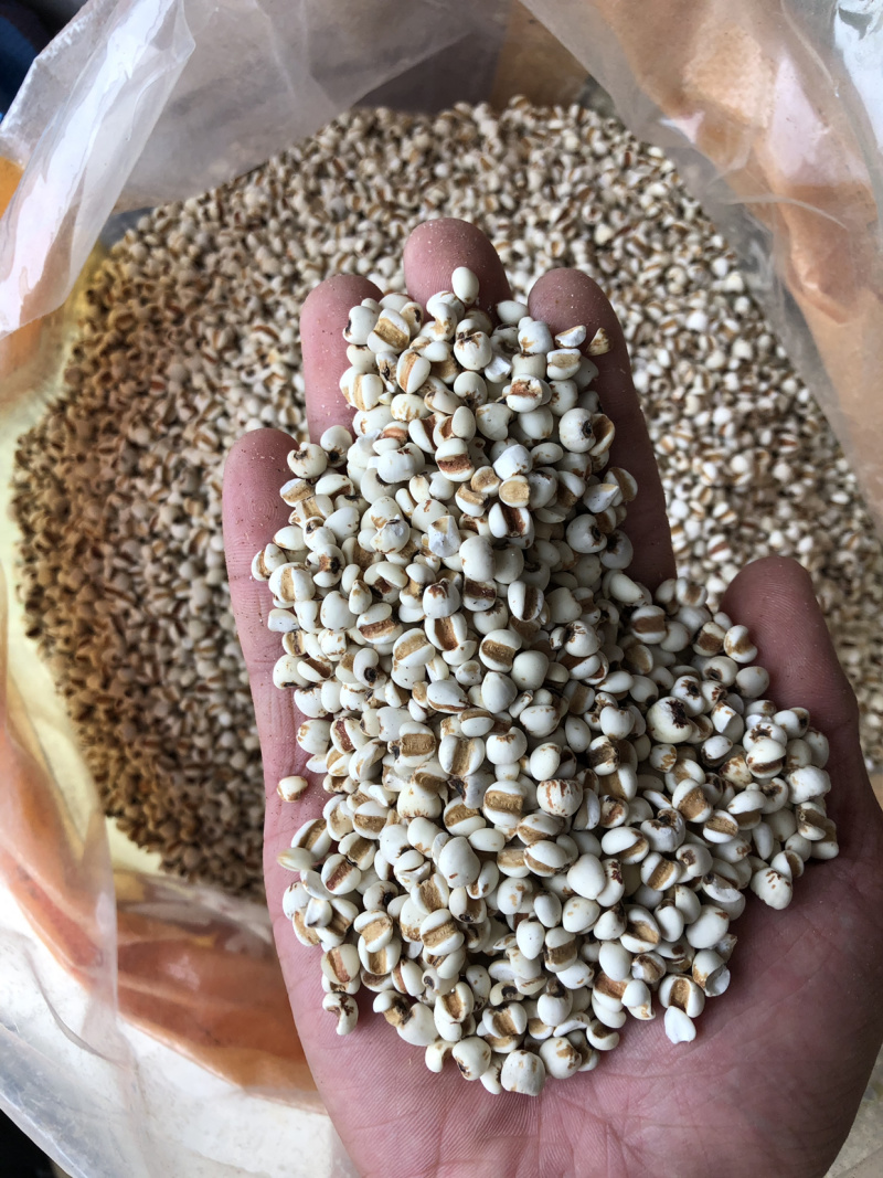 薏米仁薏仁米薏苡仁薏米贵州薏米仁无硫无添加一公斤起批