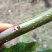 【精品】产地直供无刺花椒嫁接枝条(接穗)量大从优