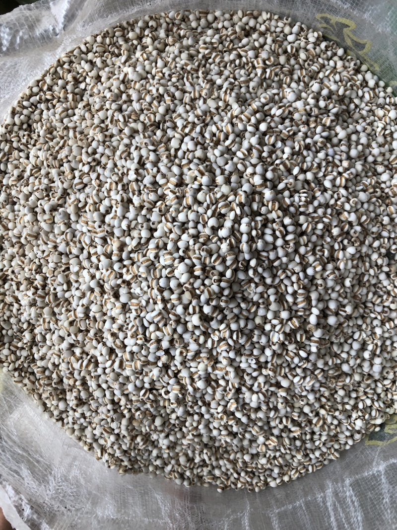 薏米仁薏仁米薏苡仁薏米贵州薏米仁无硫无添加一公斤起批