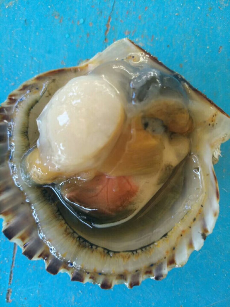 威海扇贝七彩贝港湾贝