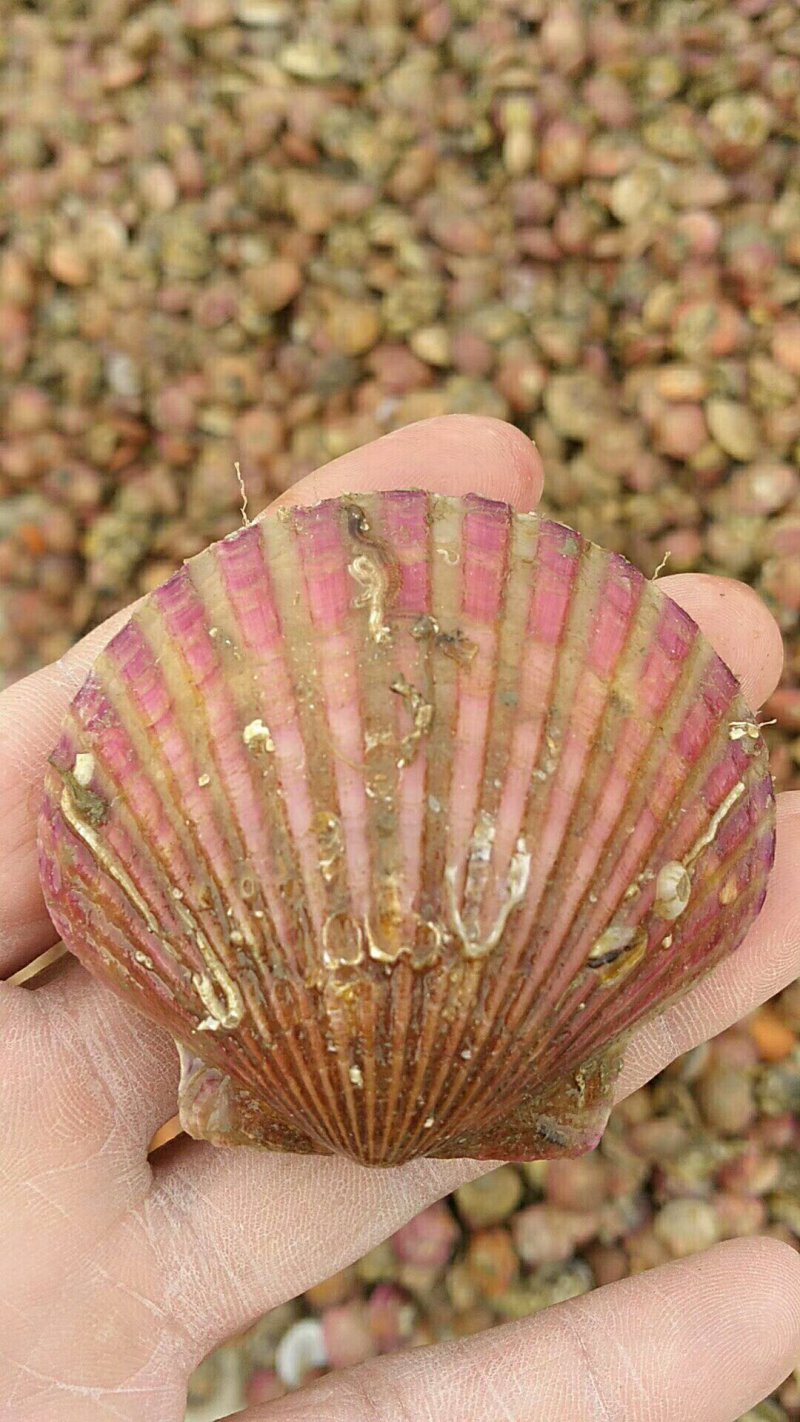 威海扇贝七彩贝港湾贝