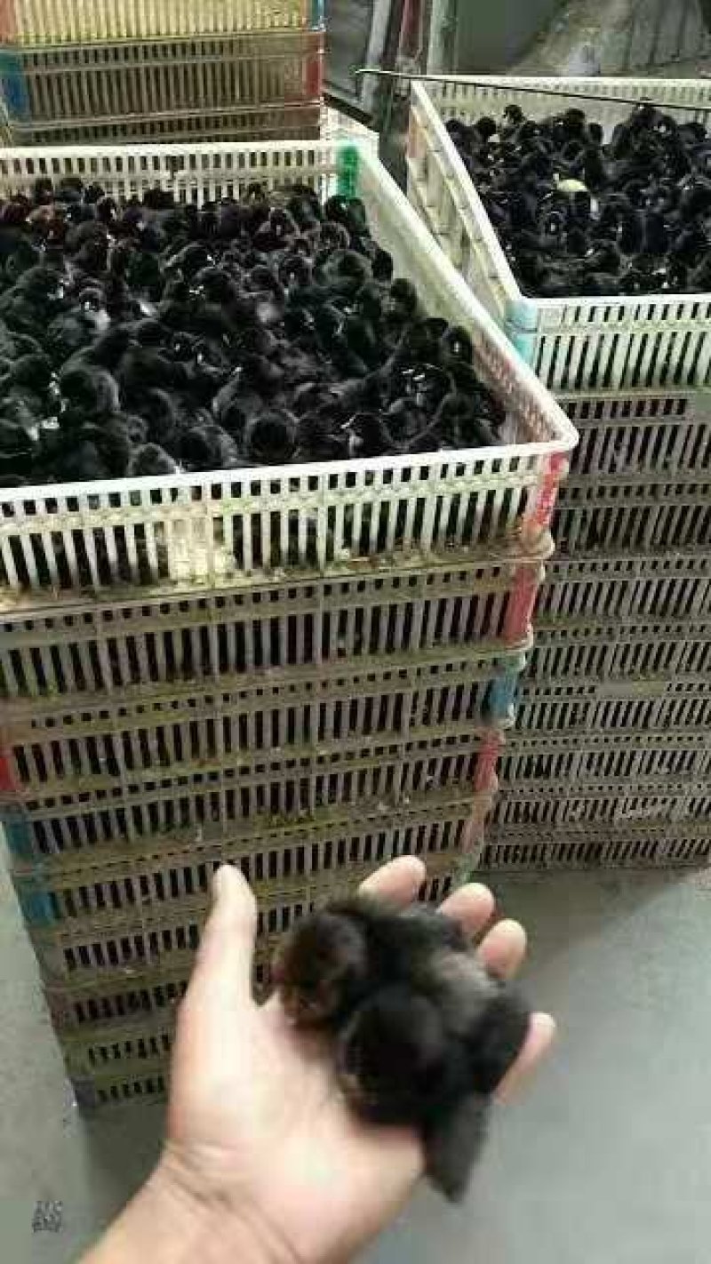 黑土鸡苗包防疫包成活包技术