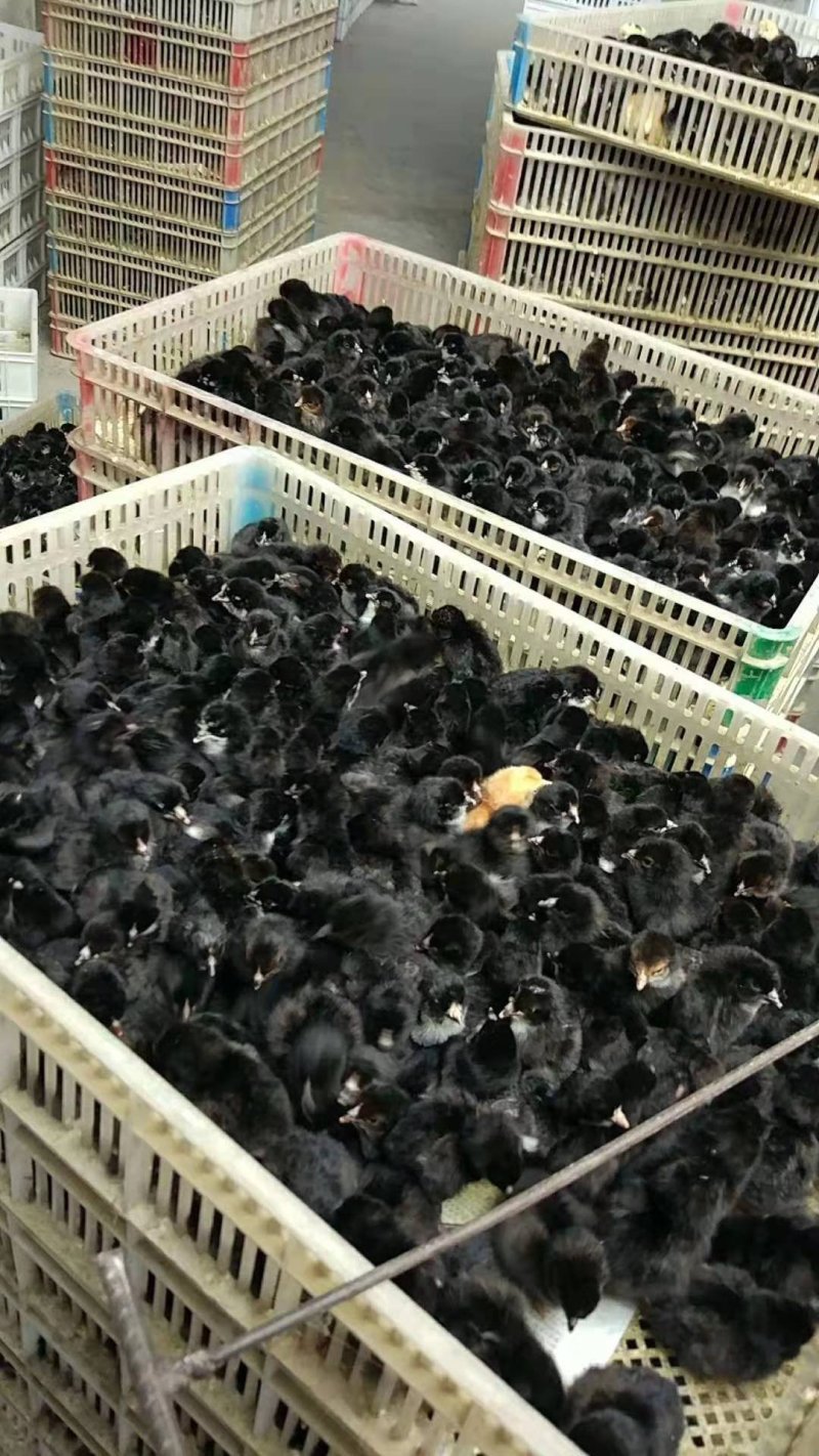 黑土鸡苗包防疫包成活包技术