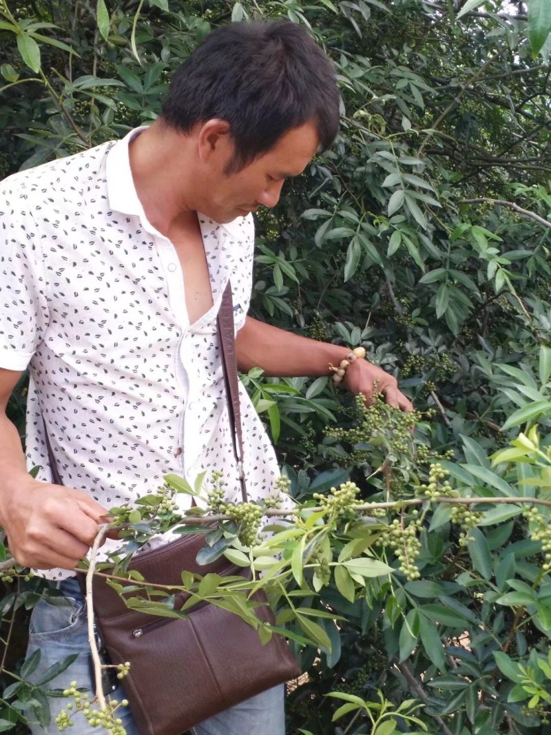 优质花椒口感独特产地直发各地供货量大从优