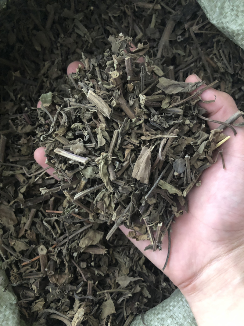 【猫须草】猫须草量大从优物美价廉产地直供