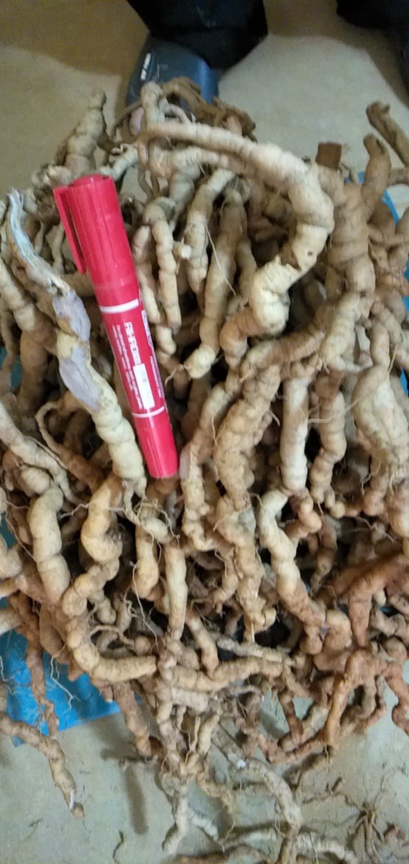 紫肉老巴戟，农户手上发货，量大价优