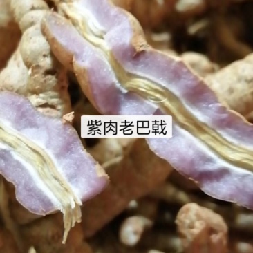 紫肉老巴戟，农户手上发货，量大价优